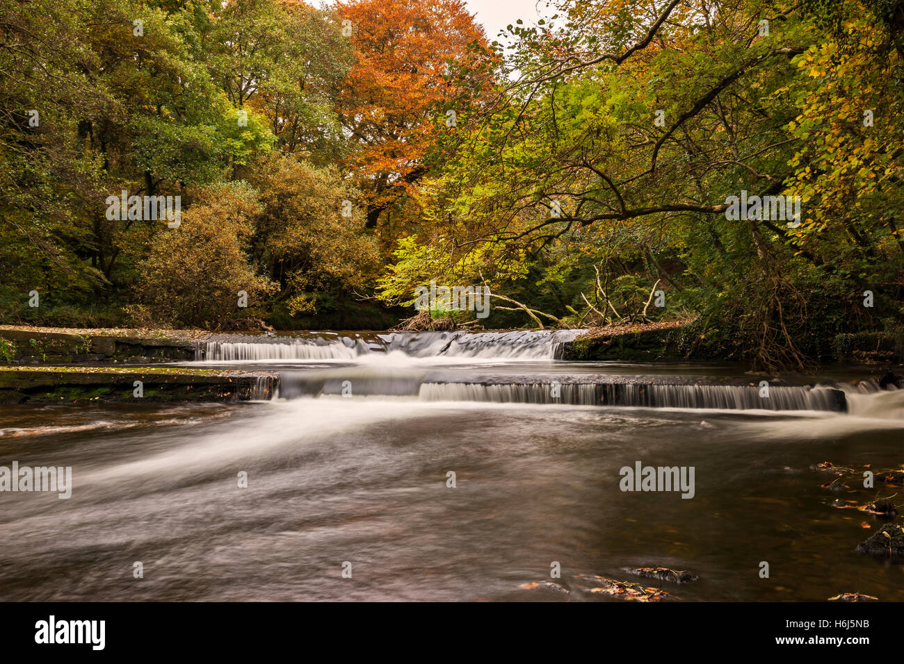 The Autumn in full swing down at Dunmere Weir, River Camel, Bodmin, Cornwall. 29th October 2016. A very mild day in Cornwall, the leaves beginning to fall. Credit:  Barry Bateman / Alamy Live News Stock Photo