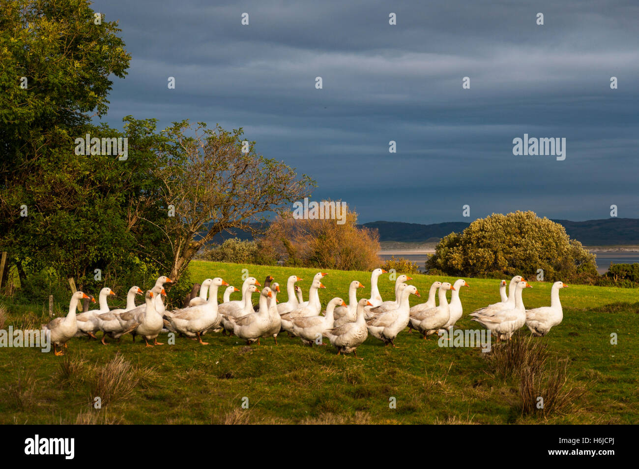 Ardara, County Donegal, Ireland. October 30th 2016. A gaggle of geese almost ready for the butcher's block in time for Christmas. Thses free-range geese have been pre-sold to a restaurant in London, UK. Credit:  Richard Wayman/Alamy Live News Stock Photo