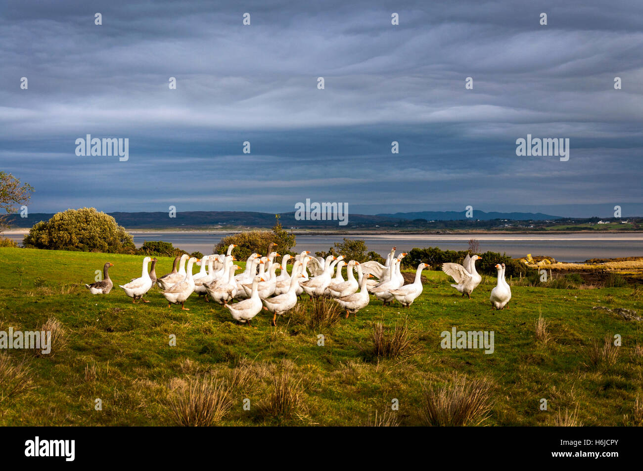 Ardara, County Donegal, Ireland. October 30th 2016. A gaggle of geese almost ready for the butcher's block in time for Christmas. Thses free-range geese have been pre-sold to a restaurant in London, UK. Credit:  Richard Wayman/Alamy Live News Stock Photo