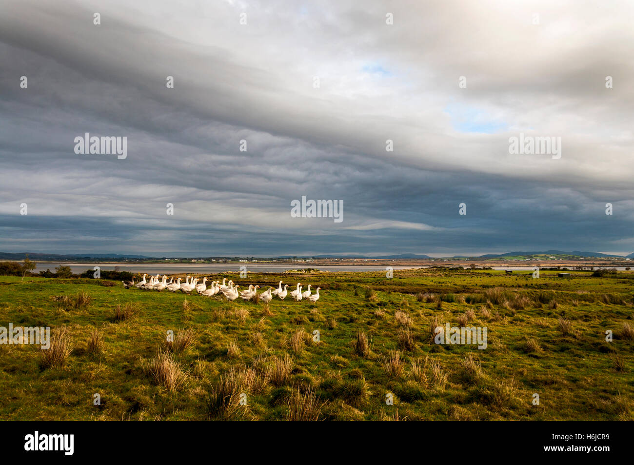 Ardara, County Donegal, Ireland. October 30th 2016. A gaggle of geese almost ready for the butcher's block in time for Christmas. Thses free-range geese have been pre-sold to a restaurant in London, UK. Credit:  Richard Wayman/Alamy Live News Stock Photo