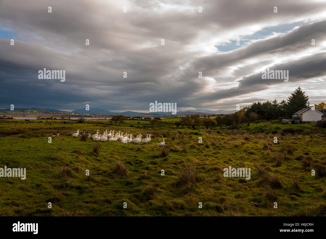 Ardara, County Donegal, Ireland. October 30th 2016. A gaggle of geese almost ready for the butcher's block in time for Christmas. Thses free-range geese have been pre-sold to a restaurant in London, UK. Credit:  Richard Wayman/Alamy Live News Stock Photo