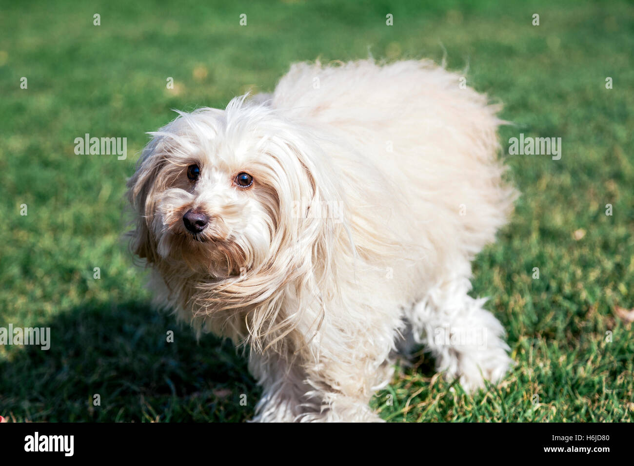 Portrait of a Toy Poodle dog sitting in an urban park Stock Photo - Alamy