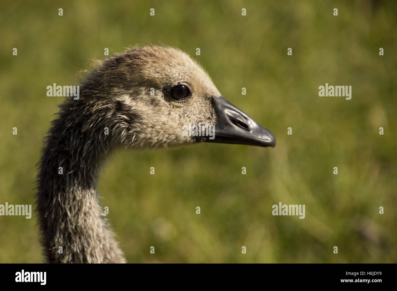 canada goose mulhouse canada goose mulhouse