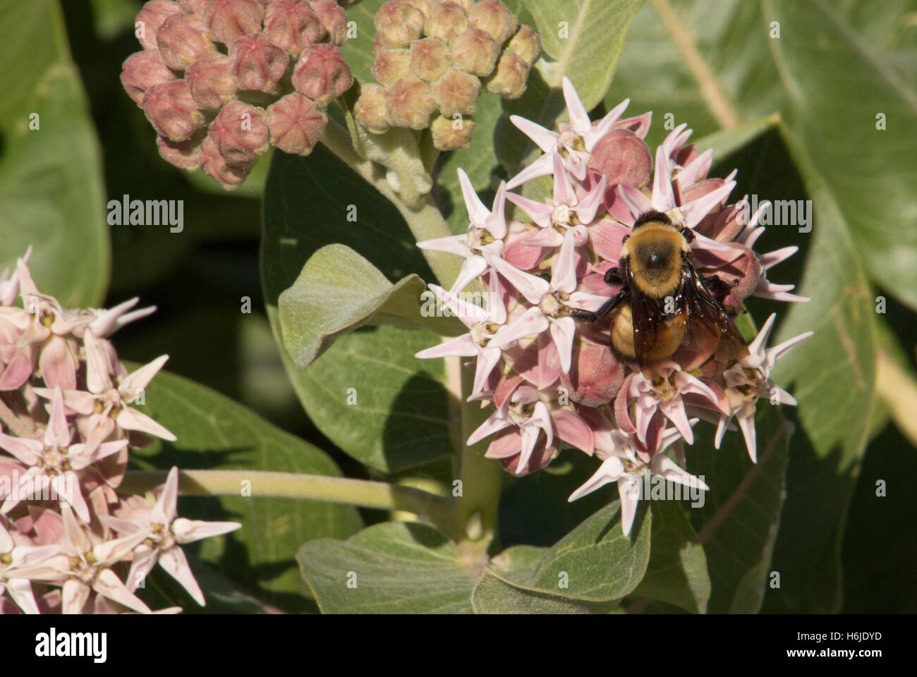 Close Up of a Honey Bee Collecting Nectar from Pink Flowers of a Common Milkweed Plant Stock Photo