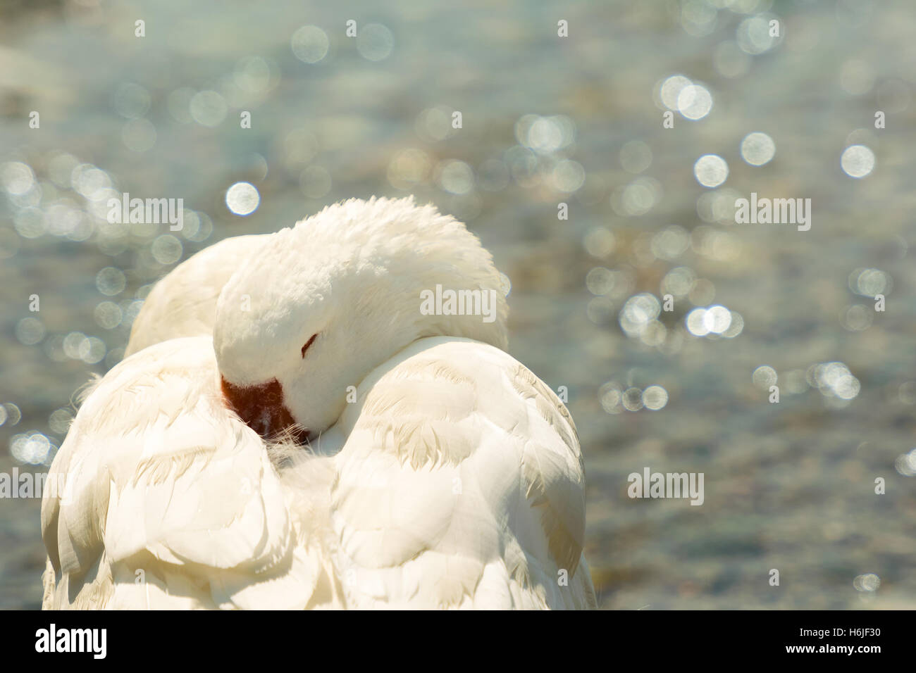 White goose sleeping against the blurred sea as background Stock Photo