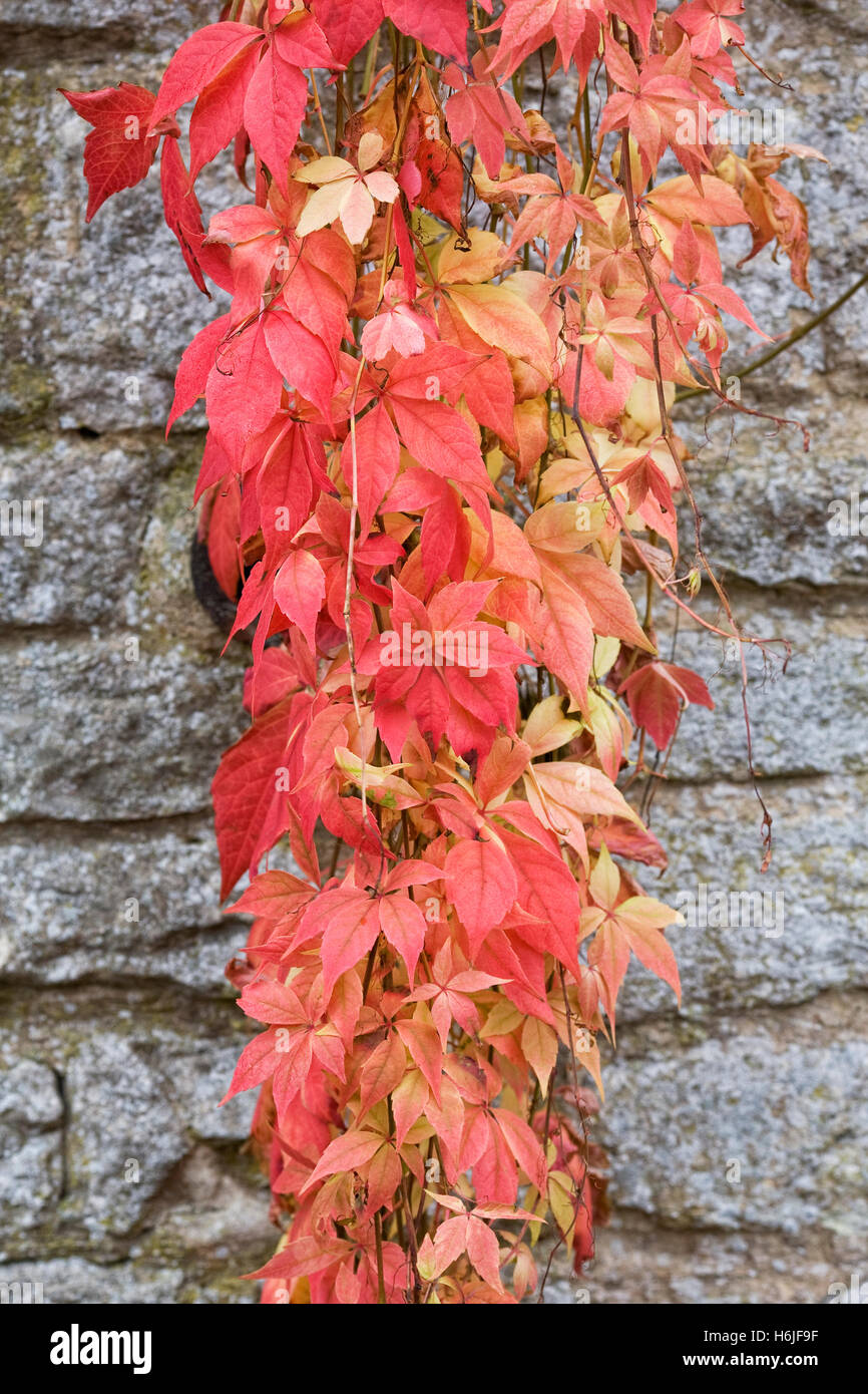 Parthenocissus quinquefolia. Virginia creeper growing over a stone wall. Stock Photo