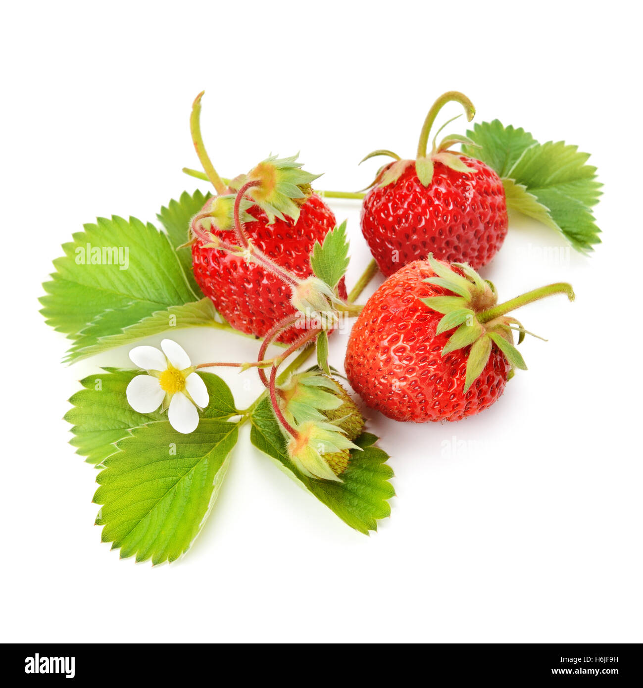 strawberries and green leaves isolated on white background Stock Photo ...