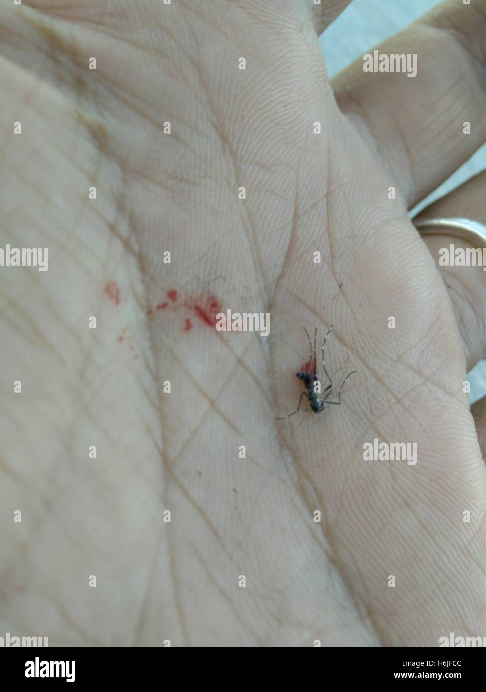 A dead Asian tiger mosquito (Aedes albopictus) in a man's hand. Photographed in Israel Stock Photo