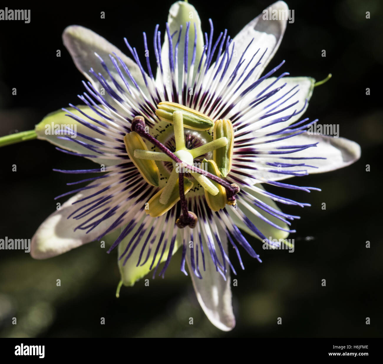 Passiflora caerulea, Passion Flower, Surrey, UK. June Stock Photo Alamy