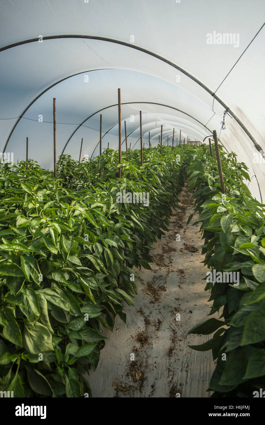 Bell pepper harvest field hi-res stock photography and images - Alamy