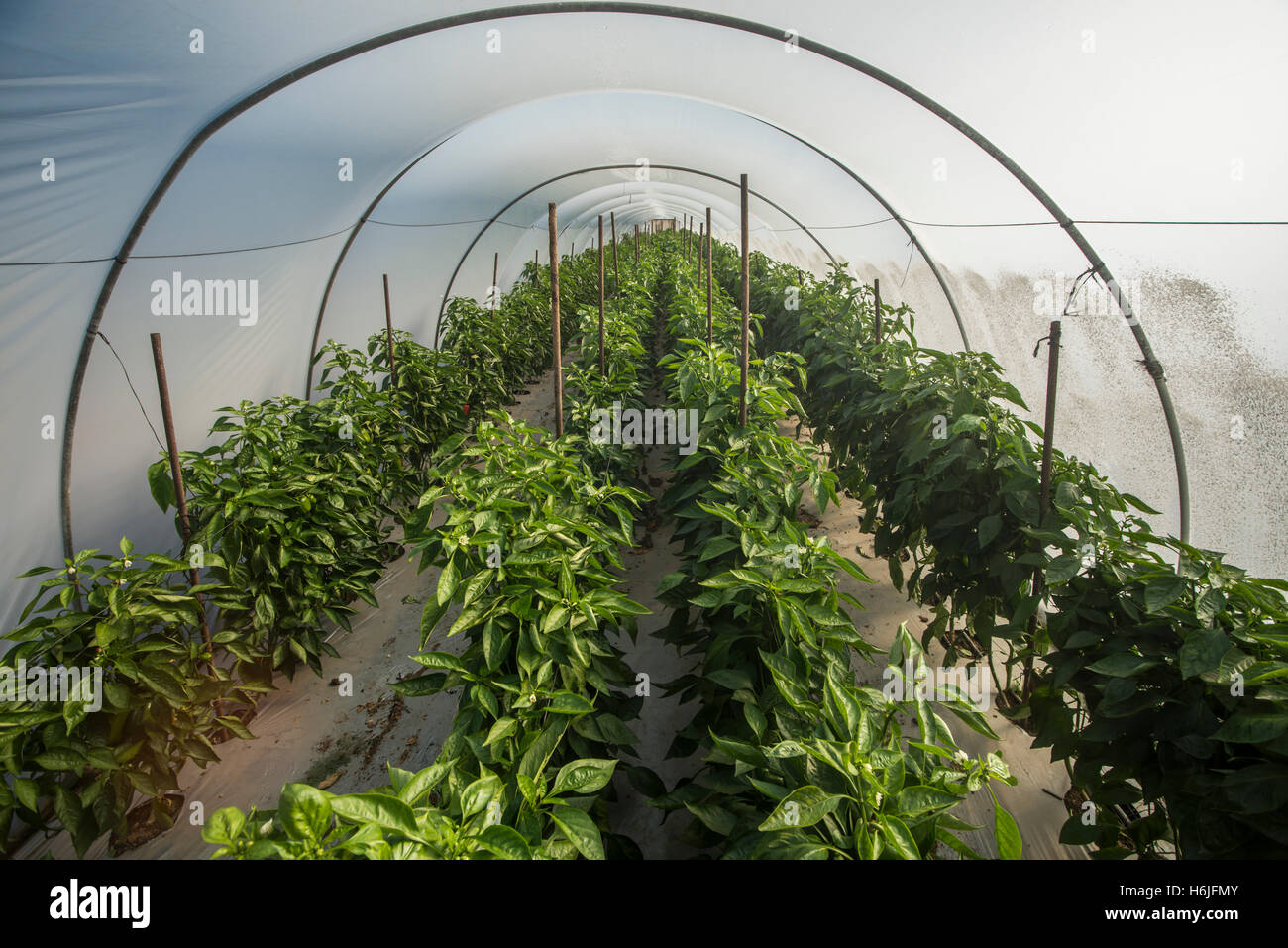 Bell pepper plantation in greenhouse Stock Photo Alamy