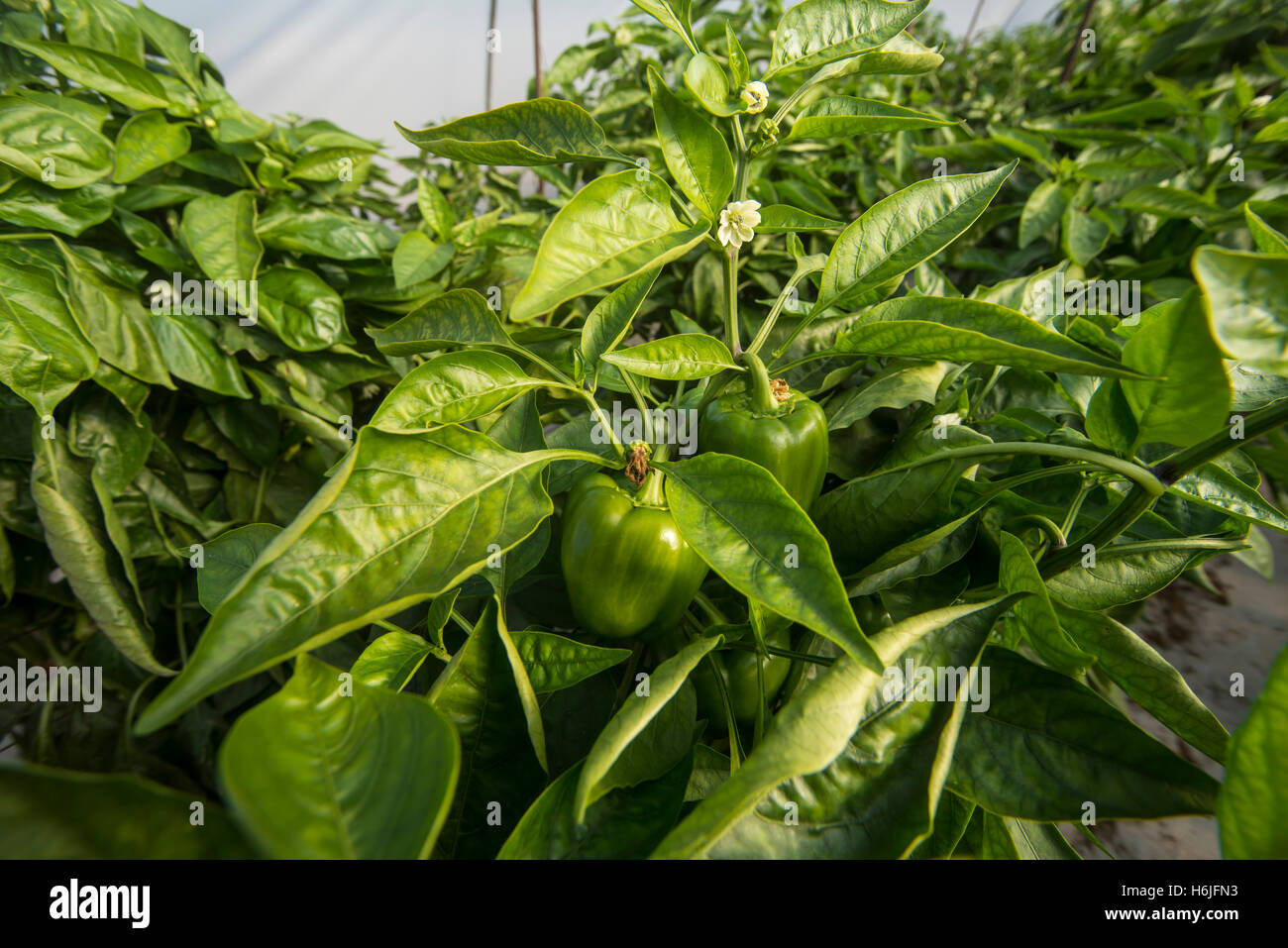 Bell pepper plantation in greenhouse Stock Photo Alamy