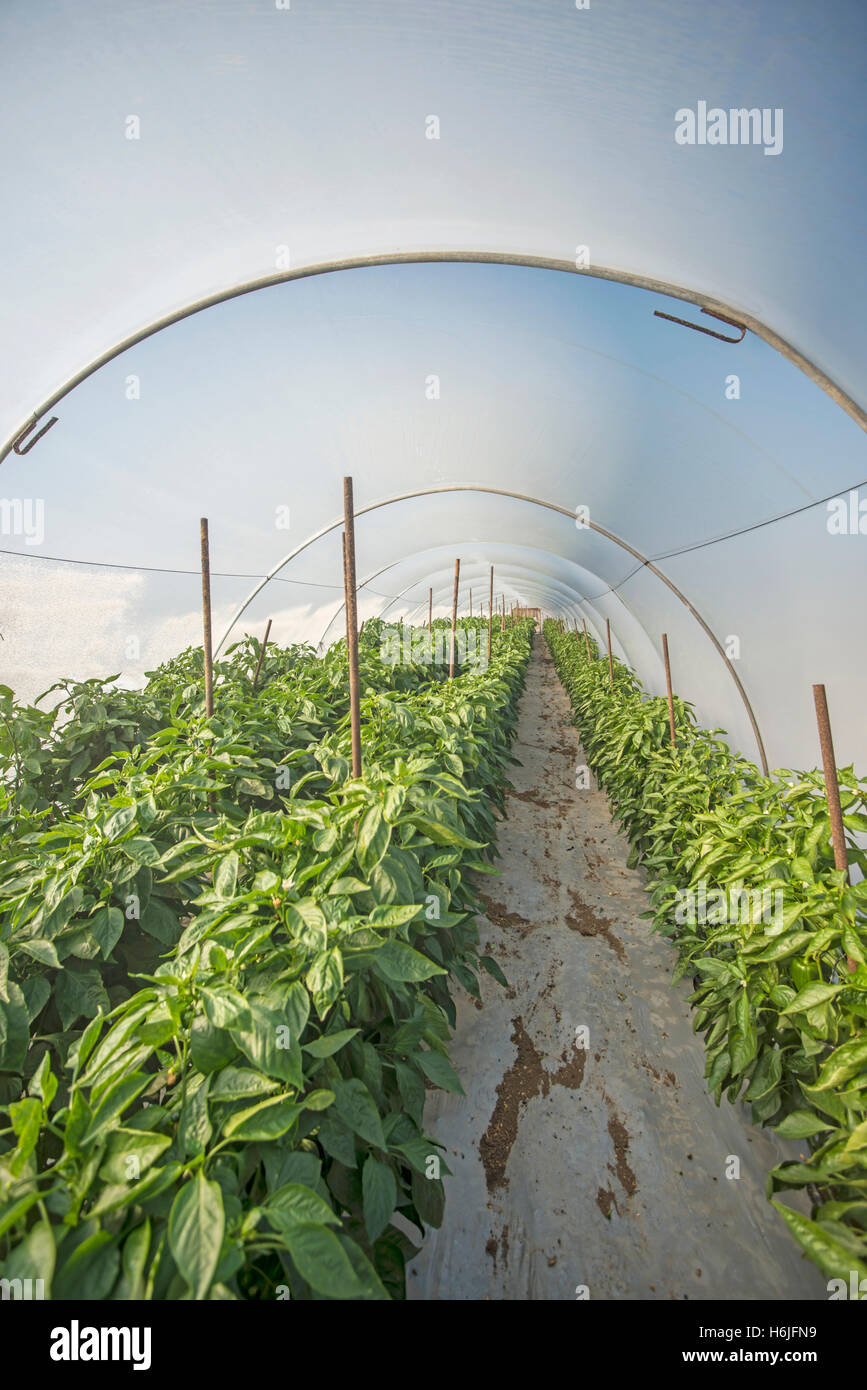 Bell pepper harvest field hi-res stock photography and images - Alamy