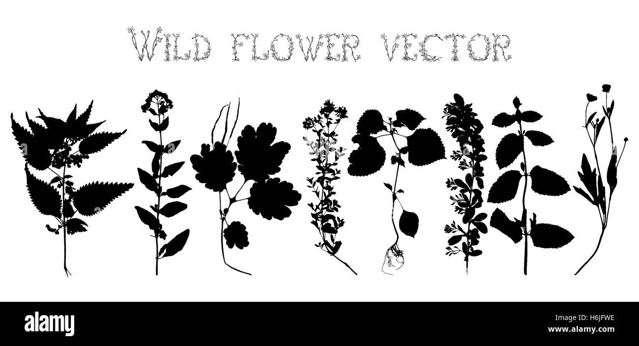 Set black silhouettes of wild flowers and leaves vector illustration ...