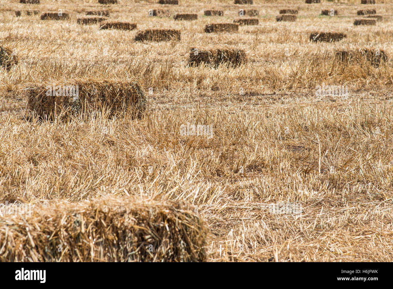 Wheat haystack in field Stock Photo - Alamy