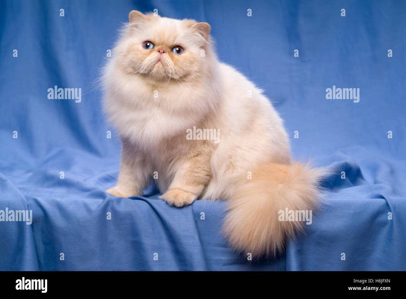 Colorpoint persian cat hi-res stock photography and images - Alamy