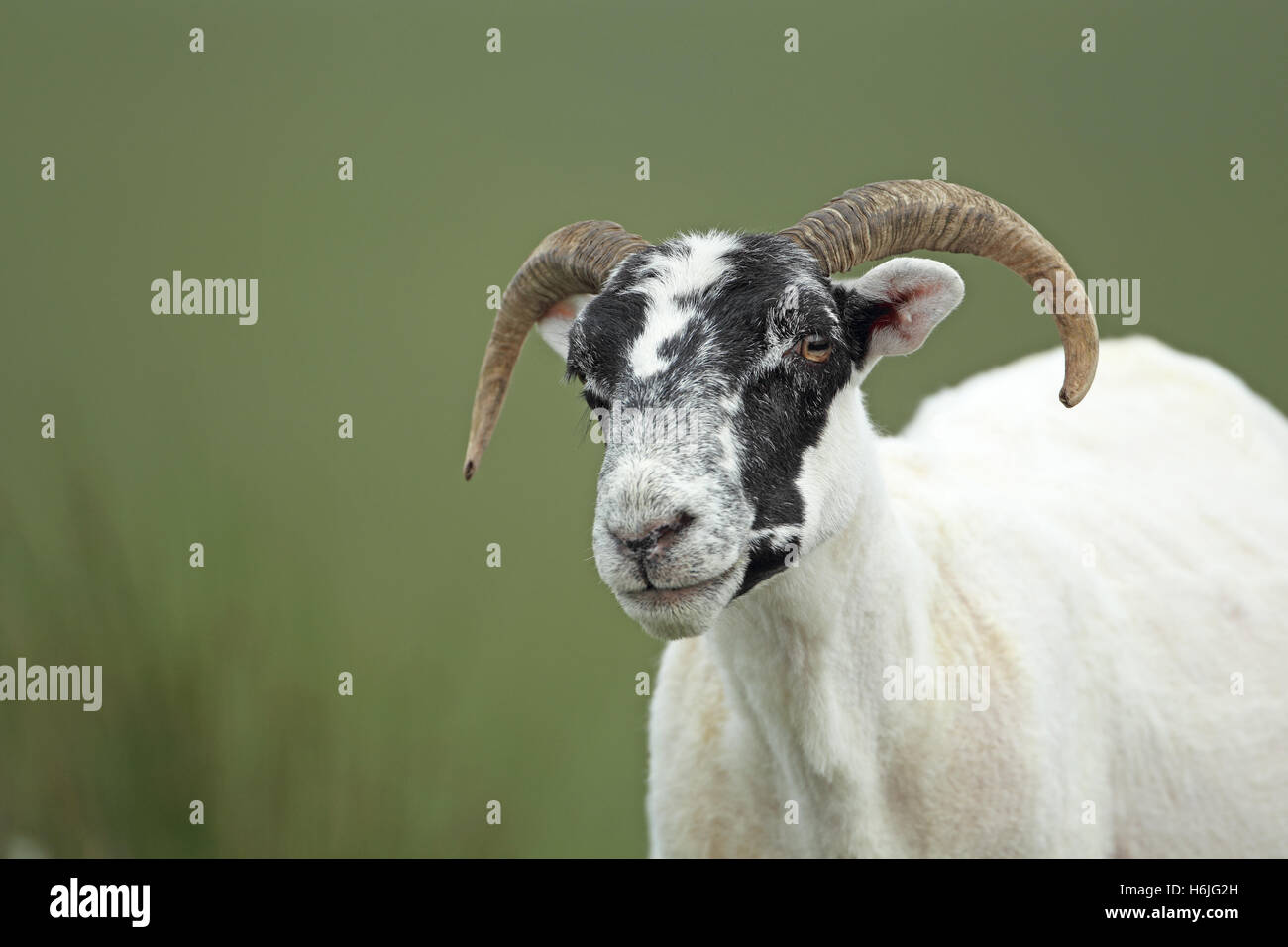 Domestic sheep (Ovis aries) Stock Photo