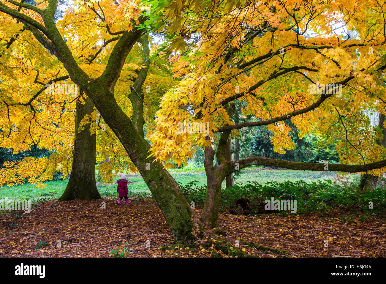 Westonbirt, The National Arboretum, is located near Tetbury,  Gloucestershire and managed by the Forestry Commission. Stock Photo