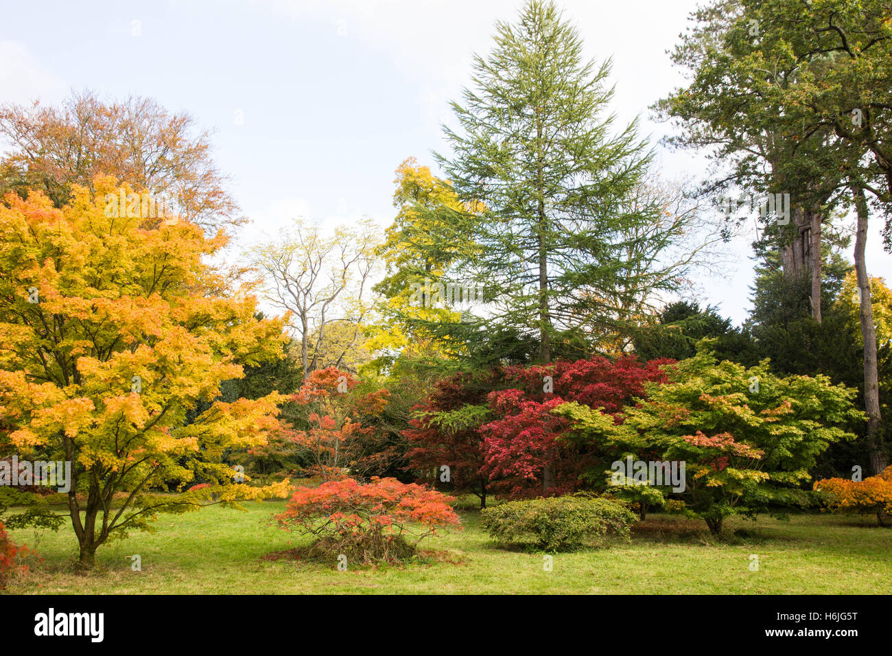 Westonbirt, The National Arboretum, is located near Tetbury,  Gloucestershire and managed by the Forestry Commission. Stock Photo