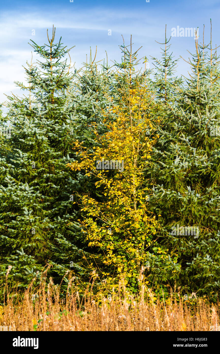 Deciduous and Evergreen Trees in Autumn Stock Photo Alamy