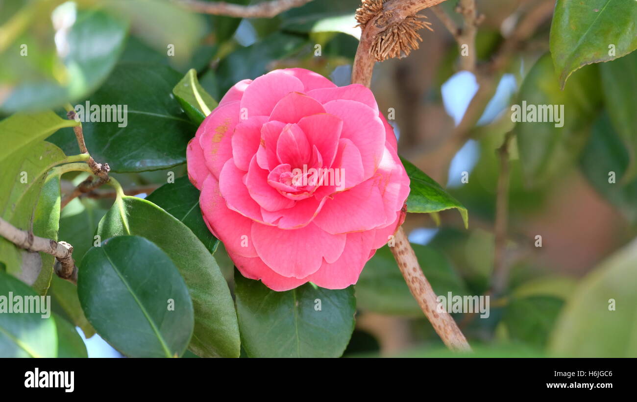 Single pink Camellia with green leaves as background in spring Stock Photo