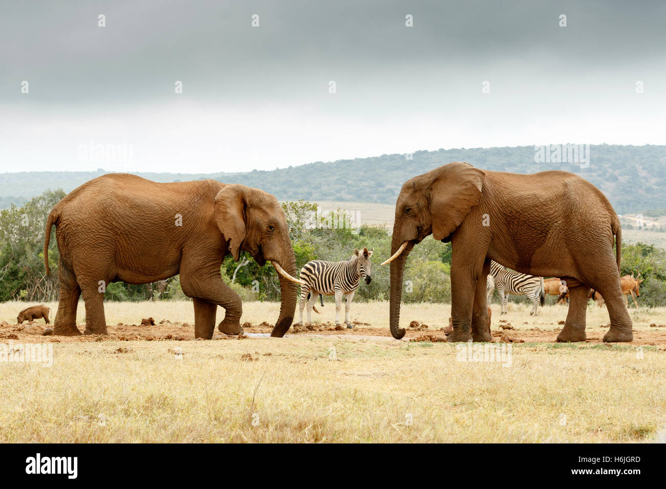 Elephant lifting hires stock photography and images Alamy
