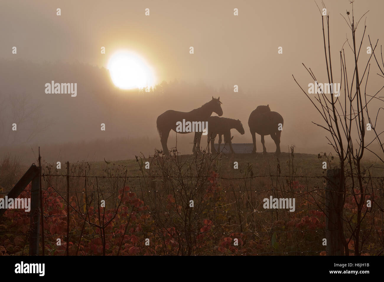 Horses in pasture at sunrise Stock Photo