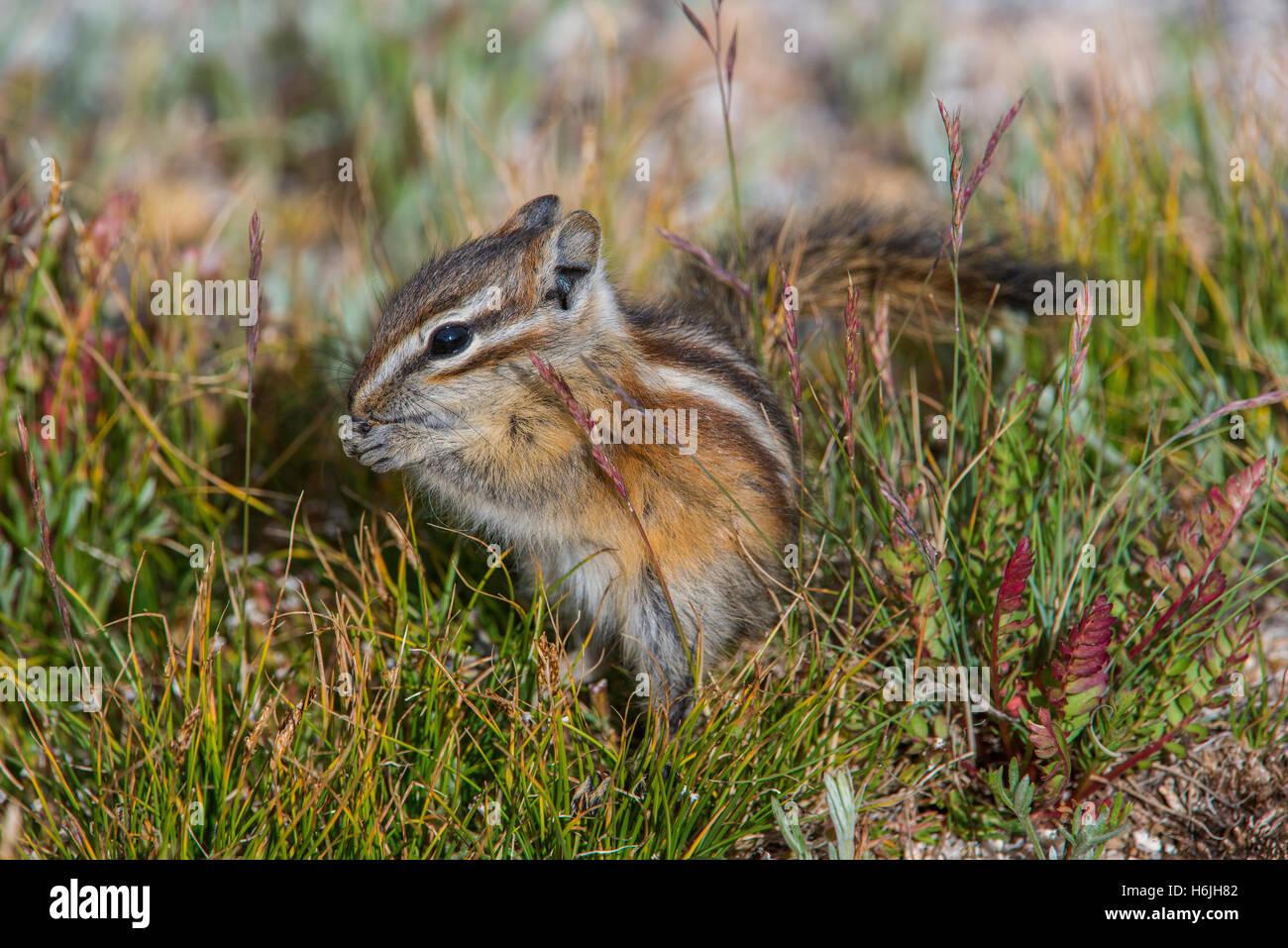 Least Chipmunk (Tamias minimus) eating seeds, Mount Evans Wilderness area, Rocky Mountains, Colorado USA Stock Photo