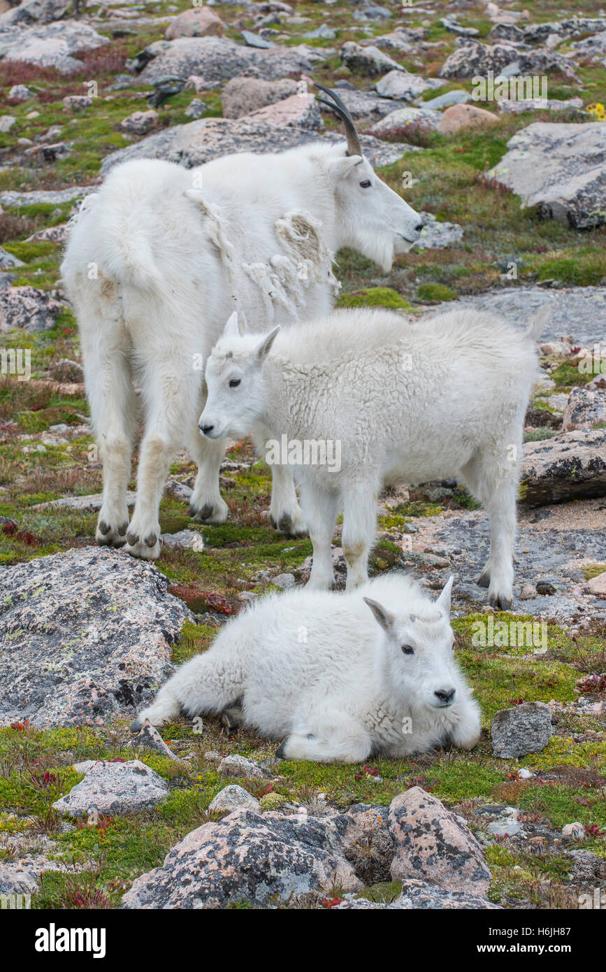 Mountain Goat (Oreamnos americanus), adult with kids, Alpine zone, Rocky Mountains, Colorado USA Stock Photo