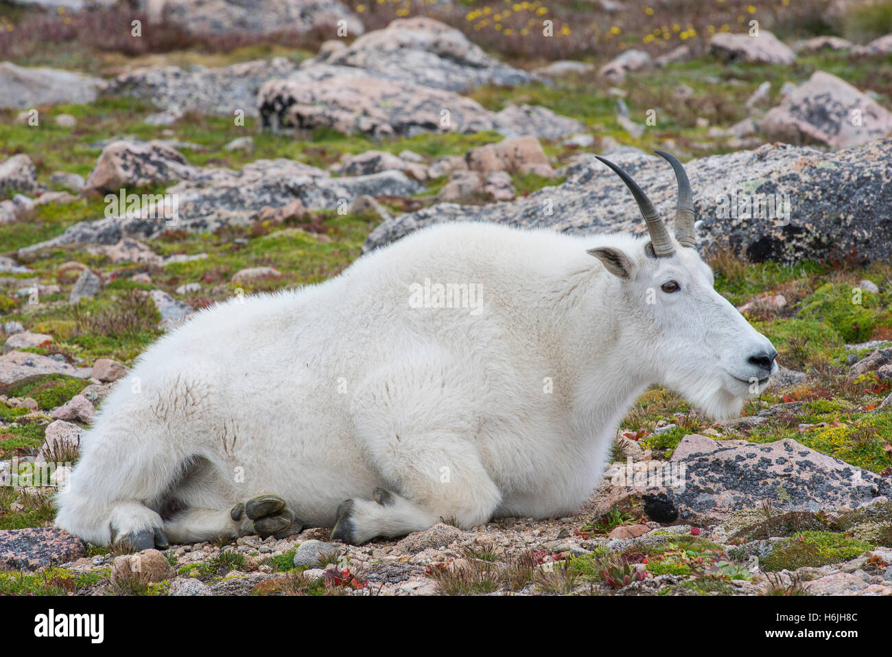 Mountain Goat (Oreamnos americanus), adult resting, Alpine zone, Rocky Mountains, Colorado USA Stock Photo