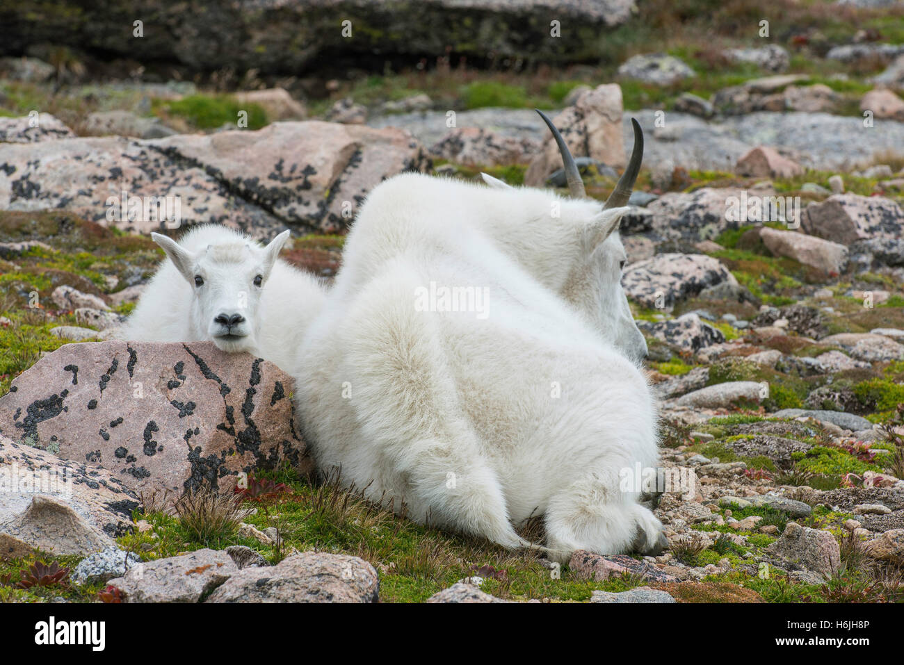 Mountain Goat (Oreamnos americanus), adult with kid, Alpine zone, Rocky Mountains, Colorado USA Stock Photo