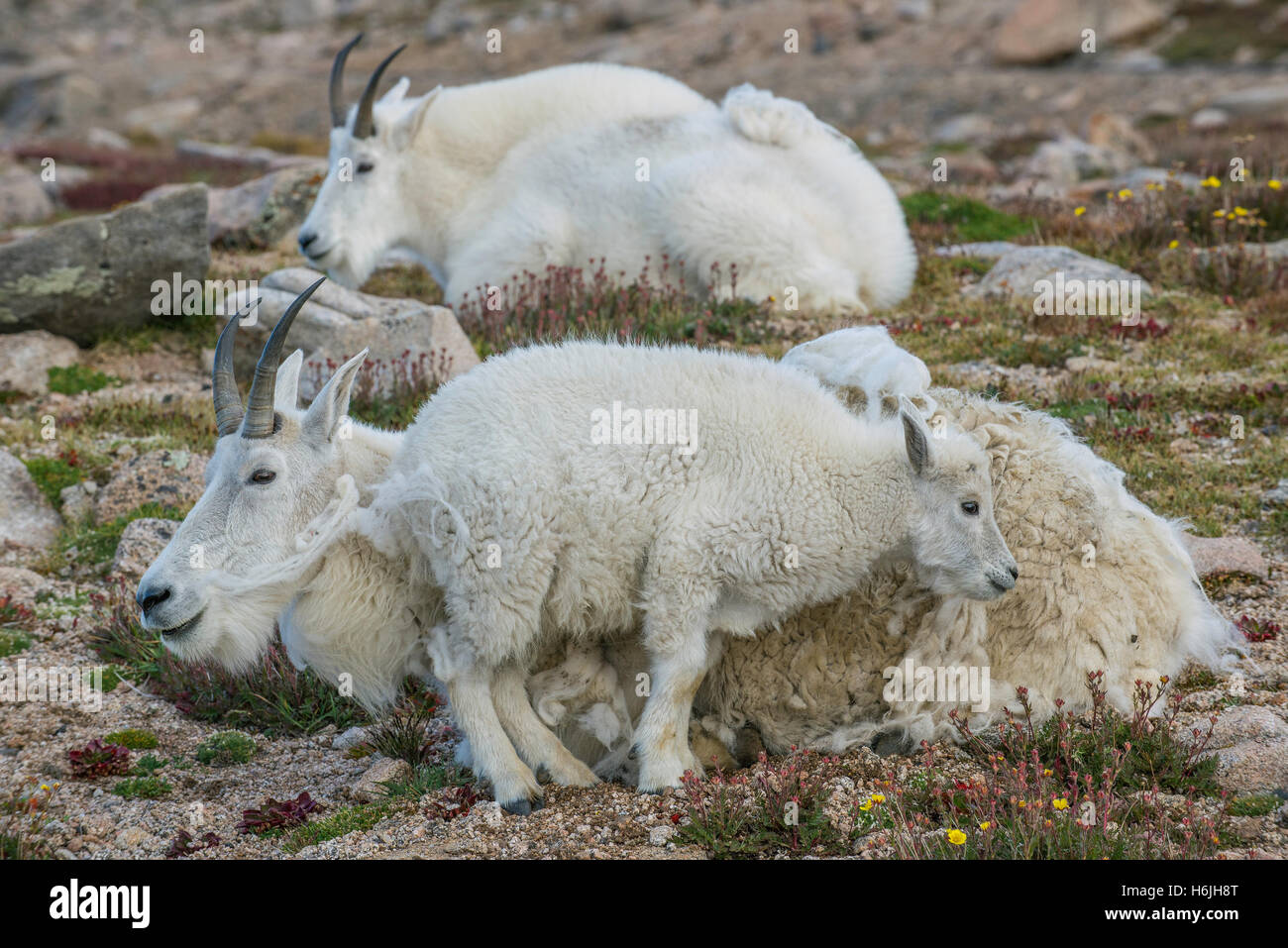 Mountain Goat (Oreamnos americanus), adults with kid, Alpine zone, Rocky Mountains, Colorado USA Stock Photo