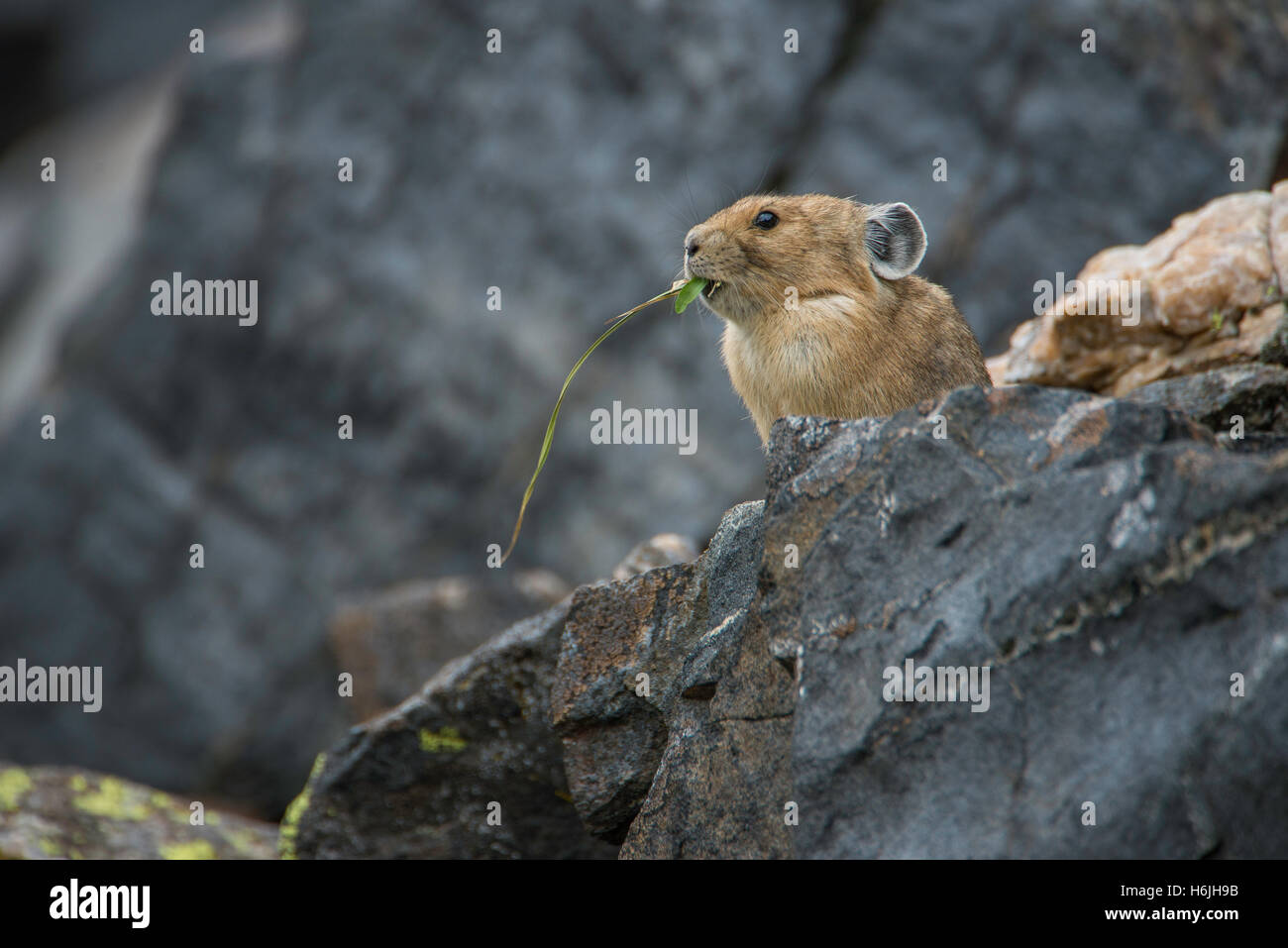 American Pika, Pica, (Ochotona princeps) eating vegetation, alpine zone, Rocky Mountains USA Stock Photo