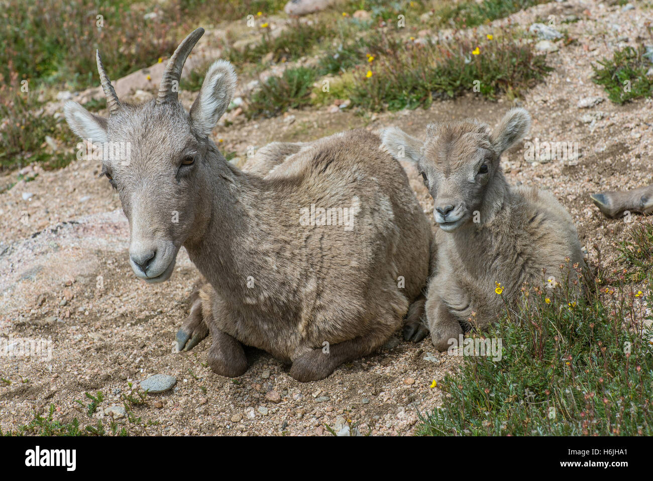Bighorn Sheep (Ovis canadensis) Ewe and lamb resting on alpine tundra Mount Evans Wilderness Area, Rocky Mountains, Colorado USA Stock Photo
