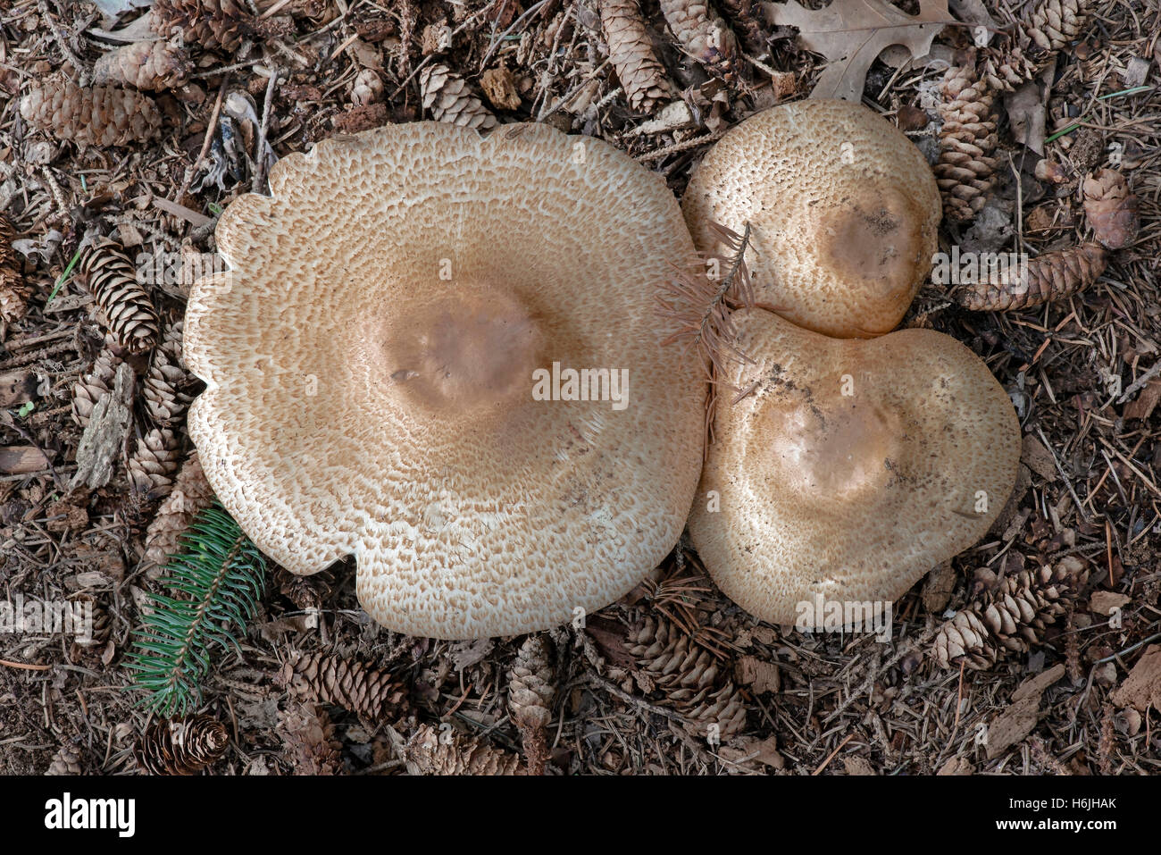 Large Boletus mushrooms, Eastern Deciduous forest, Autumn, Michigan USA Stock Photo