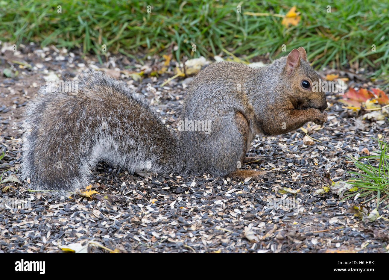 Eastern Fox Squirrel (Sciurus niger) eating bird seed on ground near feeder, Autumn, E North