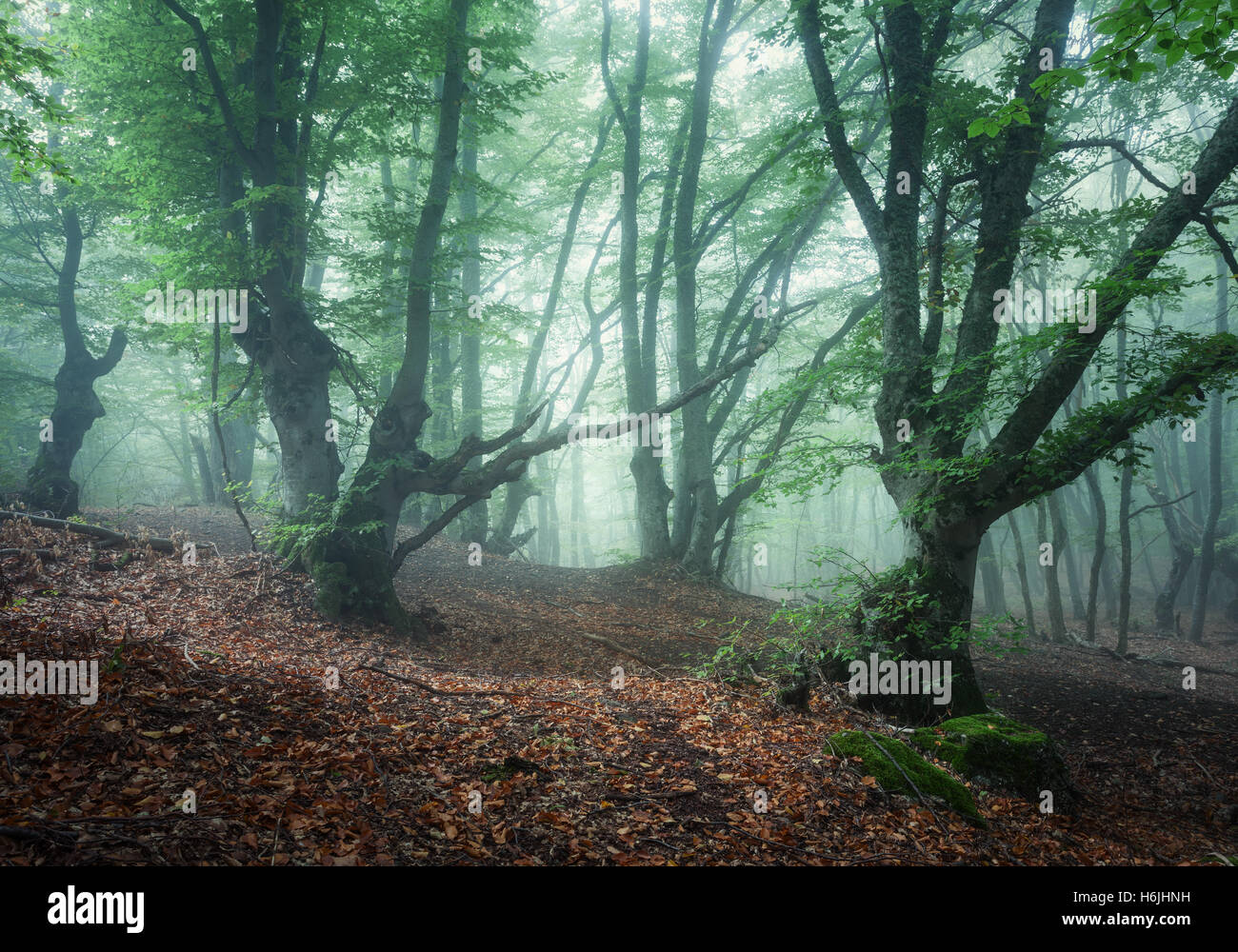 Mystical spring forest in fog. Old trees in clouds. Colorful landscape with foggy forest, trail, green and orange foliage in Cri Stock Photo