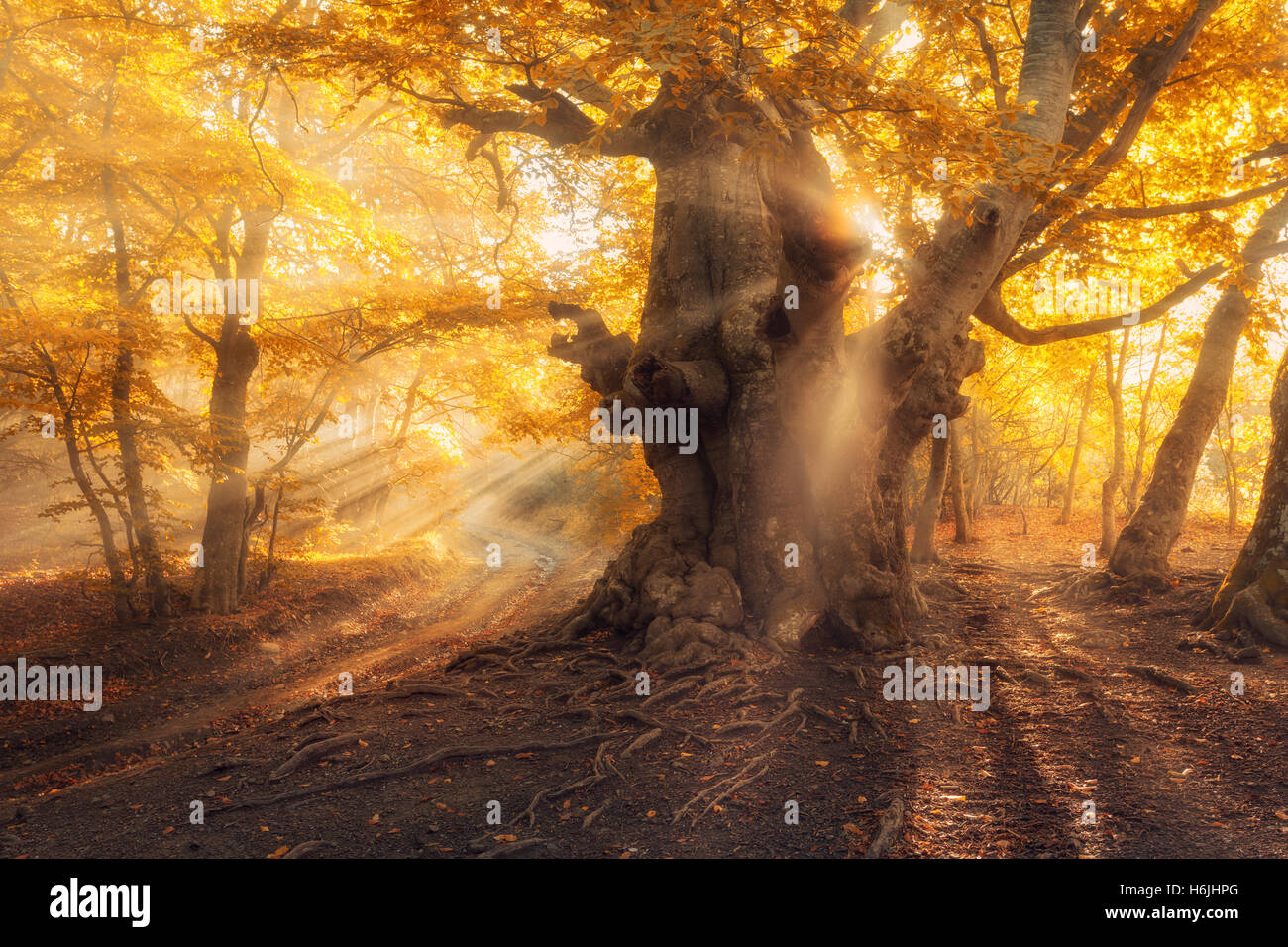 Magical old tree with sun rays in the morning. Forest in fog. Colorful landscape with foggy forest, gold sunlight, yellow foliag Stock Photo