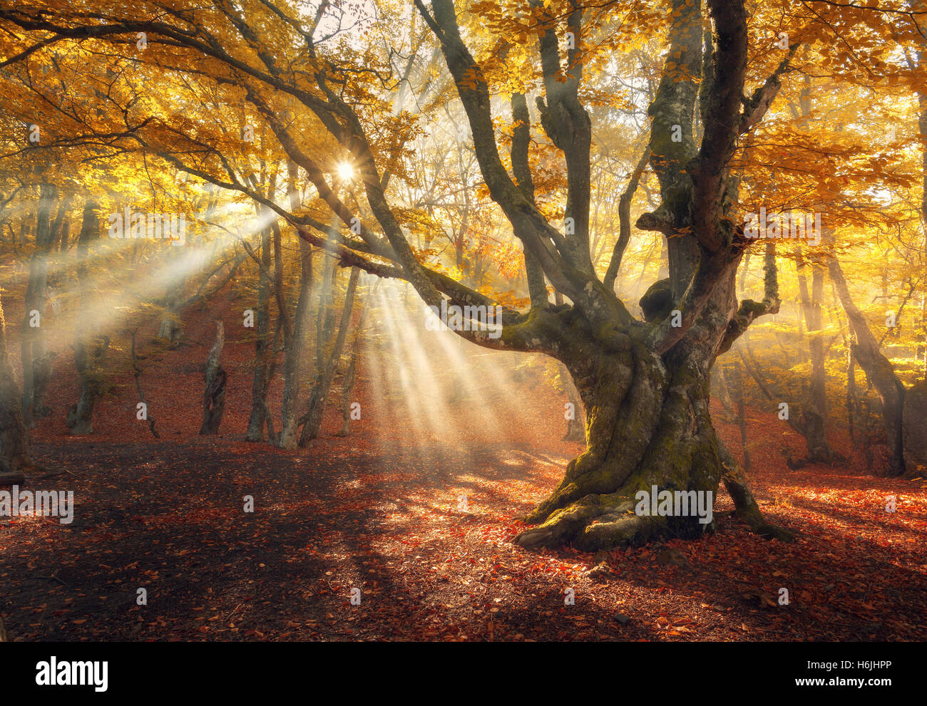 Autumn forest in fog with sun rays. Magical old tree at sunrise. Colorful landscape with foggy forest, yellow sunlight, red foli Stock Photo