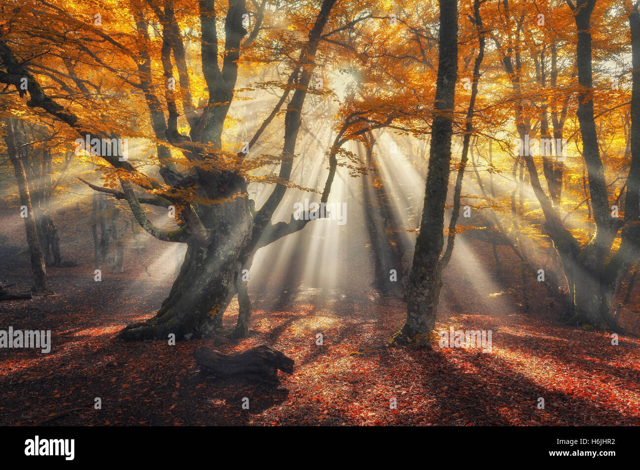 Autumn forest in fog with sun rays. Magical old trees at sunrise. Colorful landscape with foggy forest, yellow sunlight, orange Stock Photo