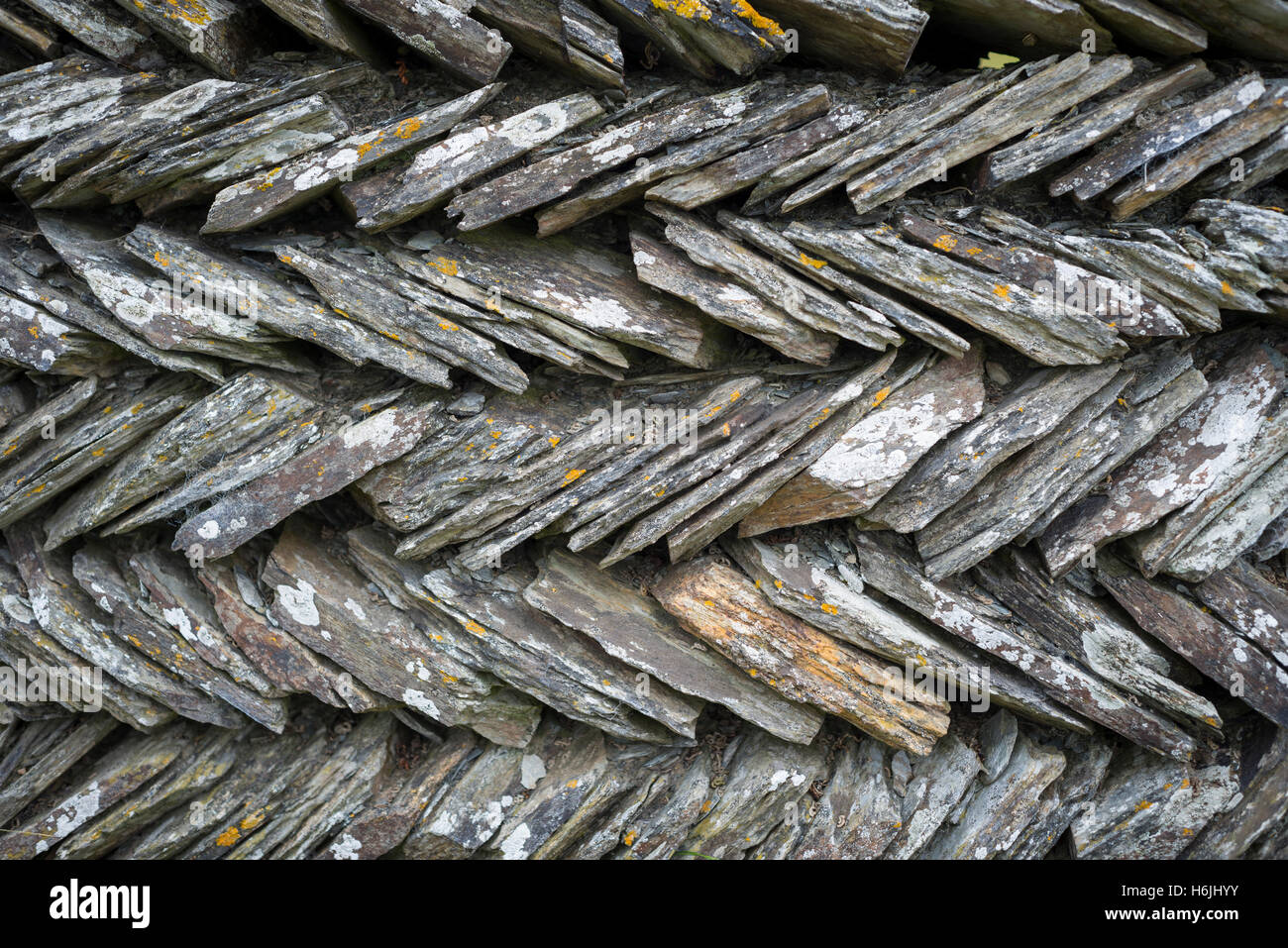 Dry stone wall of slate slabs on the South West Coast Path near an old