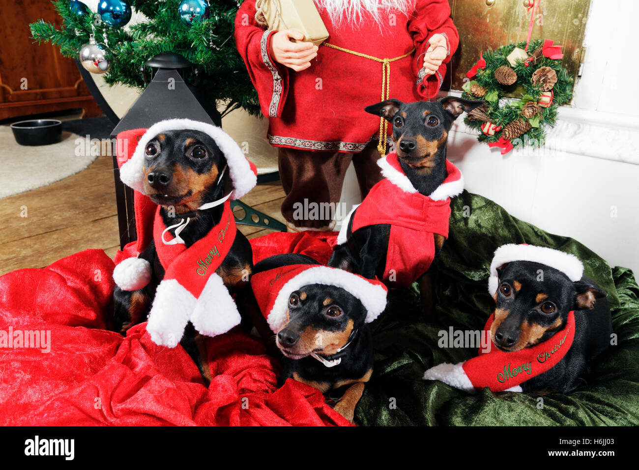 miniture pinschers, with Christmas greetings and santas Stock Photo