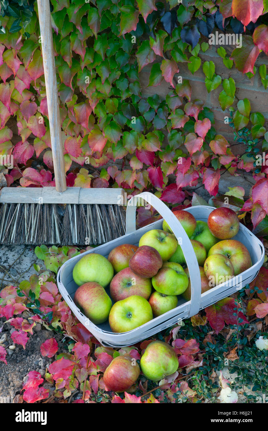 Bramley apples in garden trug with Virginia creeper Parthenocissus quinquefolia and garden broom in autumn Stock Photo