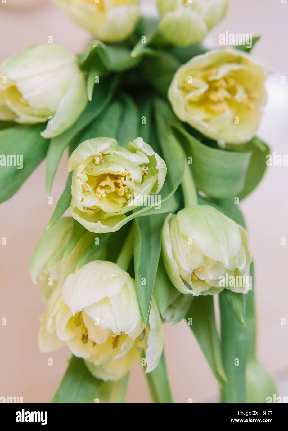spring flowers. bouquet of tulips Stock Photo - Alamy