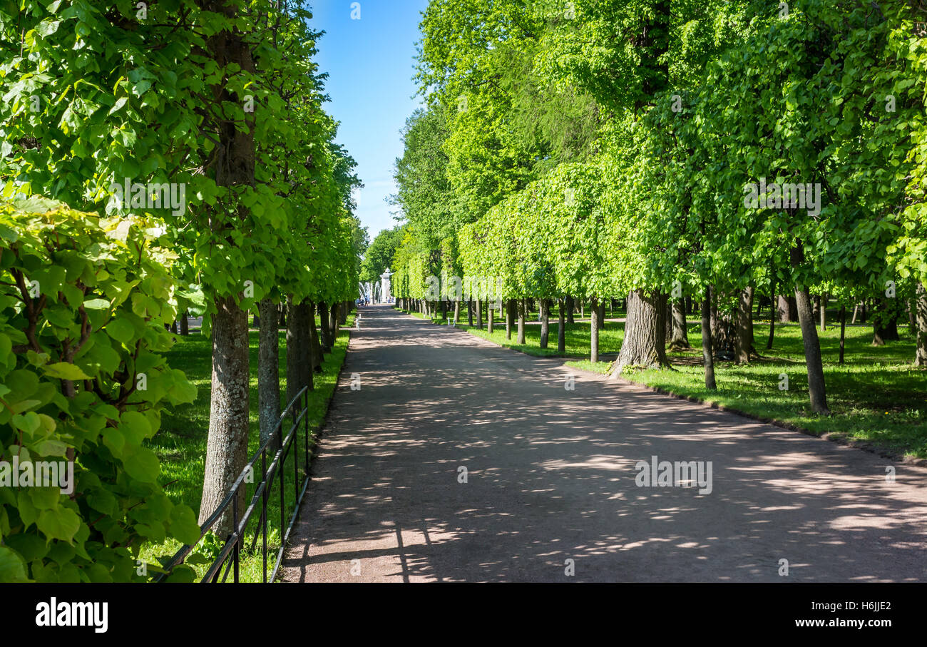 alley in a park among green trees and bushes Stock Photo - Alamy
