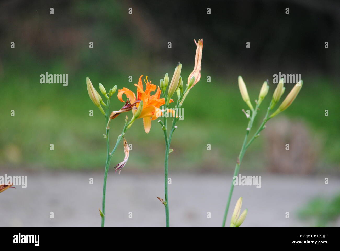 DAY LILIES, WITHERING AWAY SLOWLY, IN THE FALL SEASON. Stock Photo
