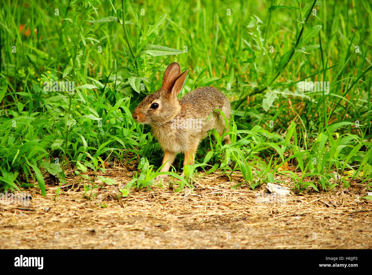Young Rabbit foraging in the grass Stock Photo