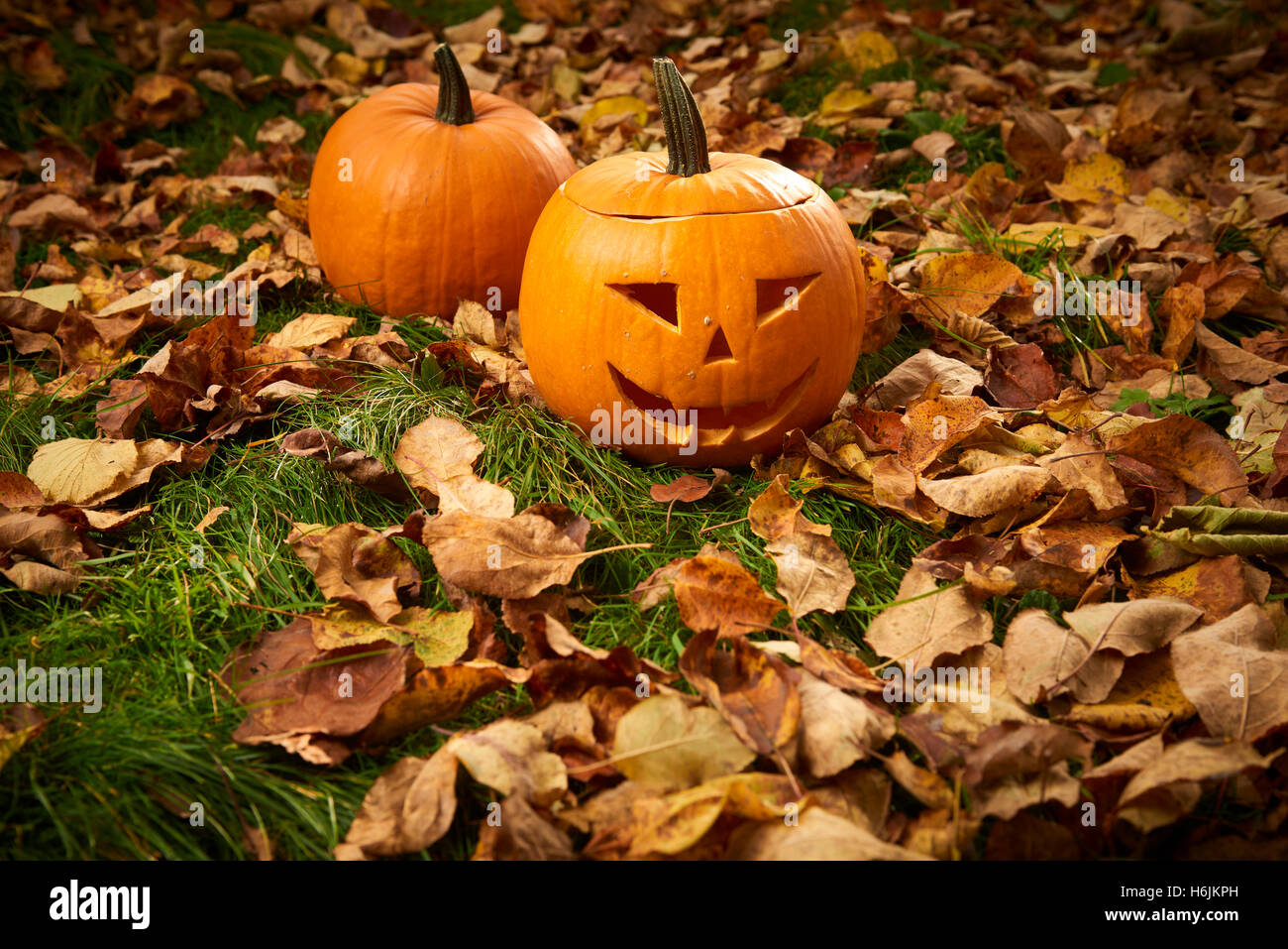 Ripe pumpkins for halloween on green grass wih autumn leaves background ...