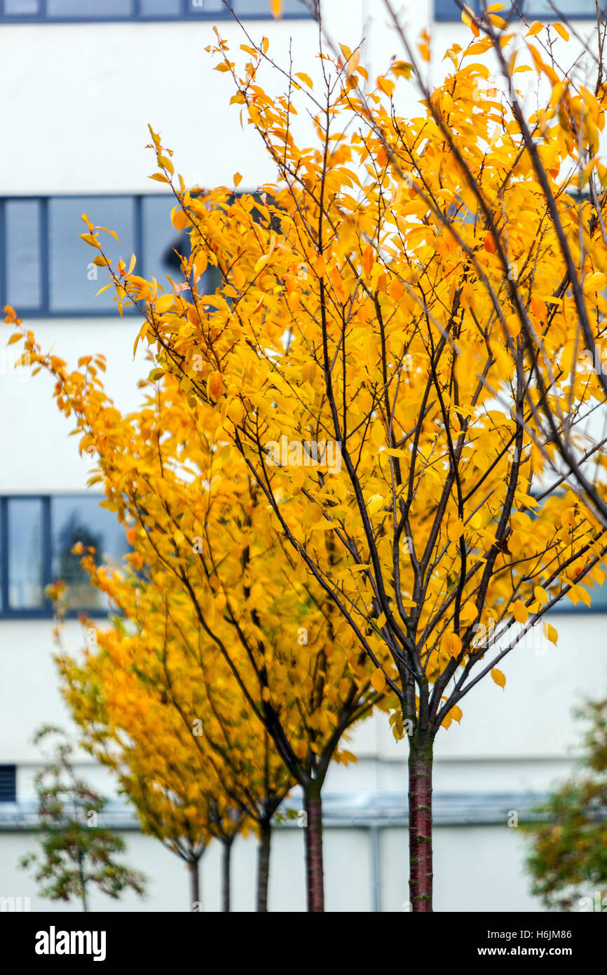 Autumn Sargent Cherry tree, foliage City place Prunus sargentii 'Columnaris' in row Autumn Cherry trees in suburban place urban october city trees Stock Photo