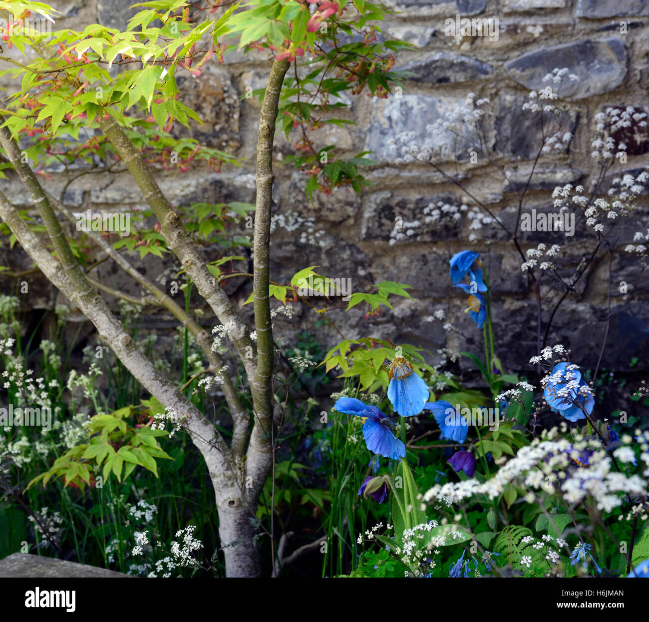 Acer Tree Anthriscus Meconopsis Blue Poppy Flowers White Flower